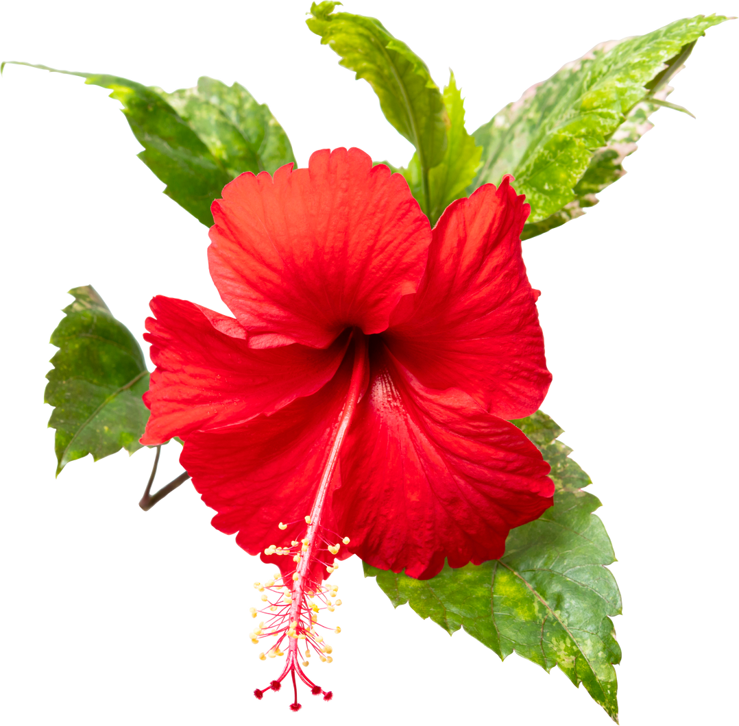 Red Hibiscus Flower with Leaves 